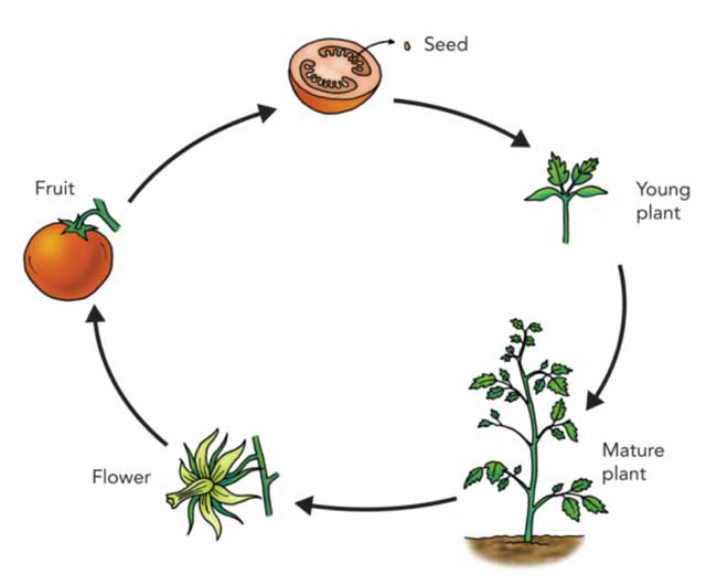 Life Cycle Of Plants life-cycle-of-plants