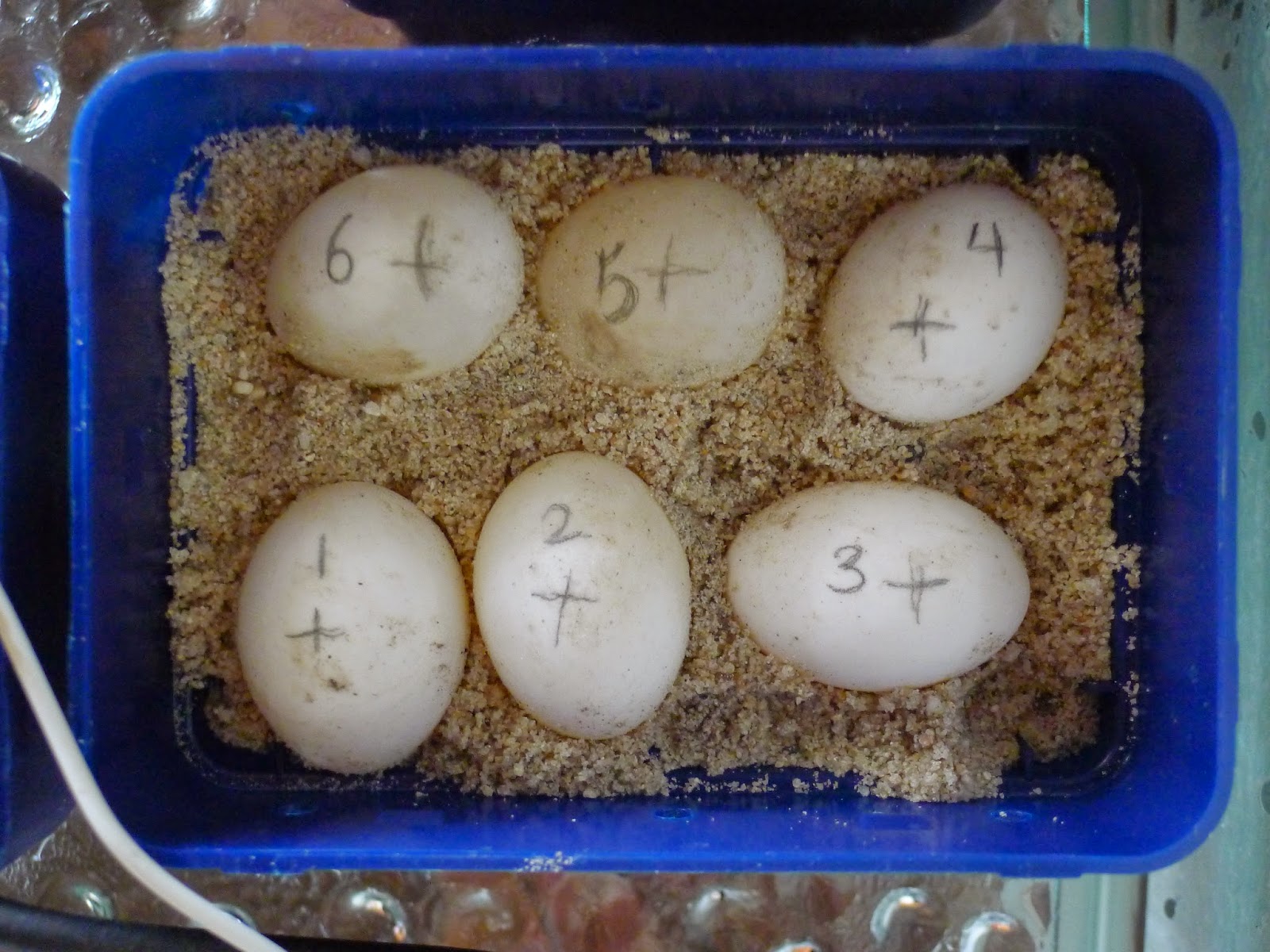 Wanneer Komen Schildpad Eieren Uit