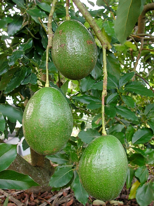 Beasley Farm of Brooksville The Alligator Pear
