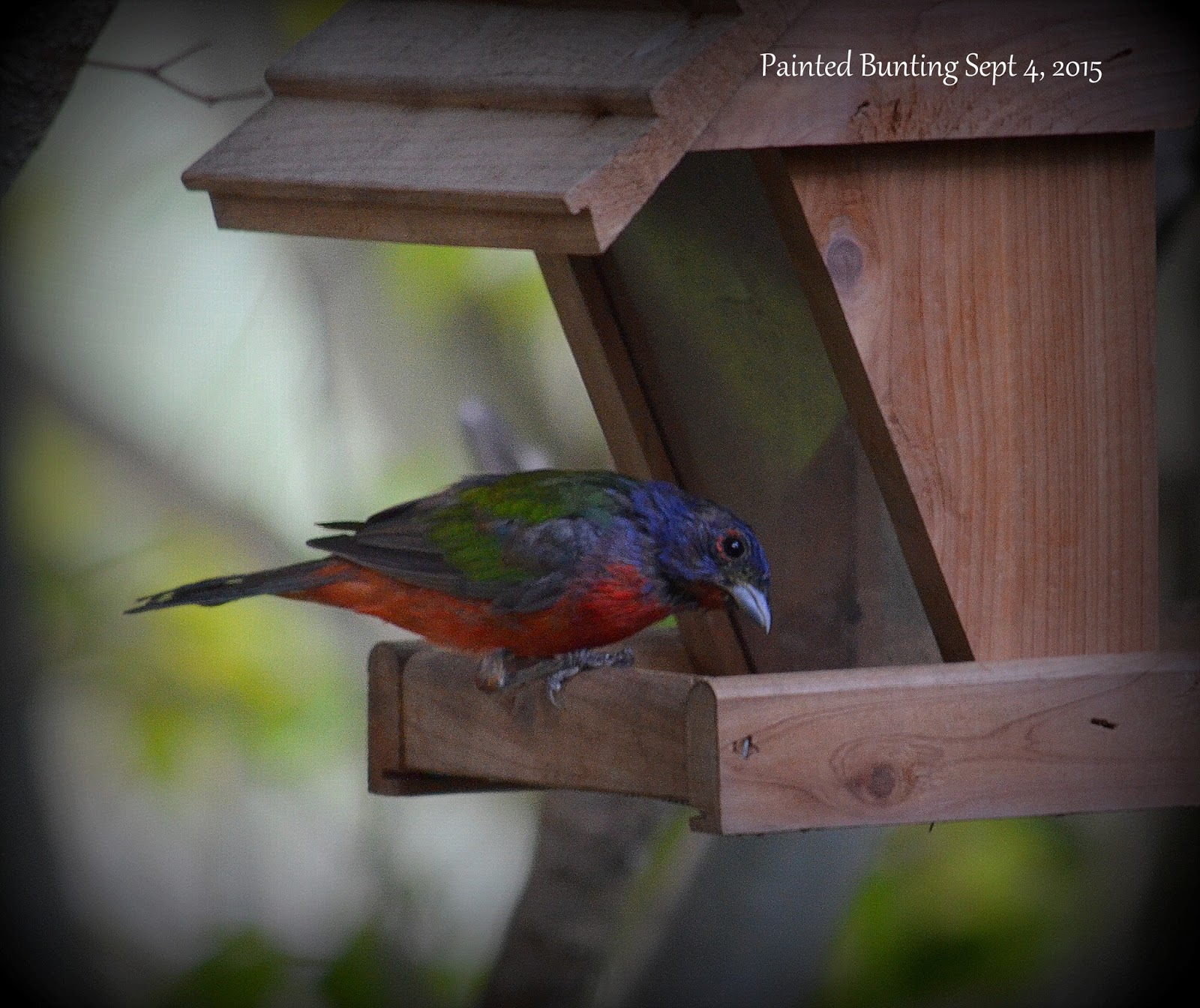 Southwest Florida Gardener The Painted Buntings are Back!!!
