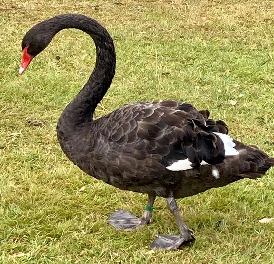 black swan in field