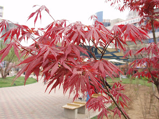 Acer palmatum - Japon akçaağacı