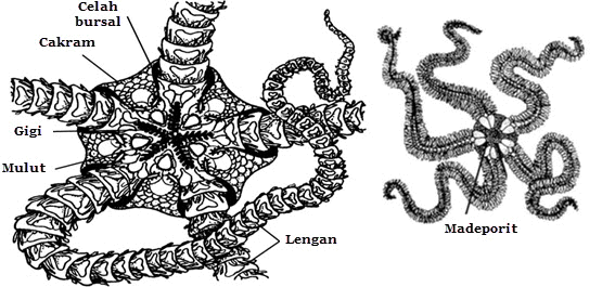 Struktur Dan Fungsi Tubuh Echinodermata Mikirbae Com