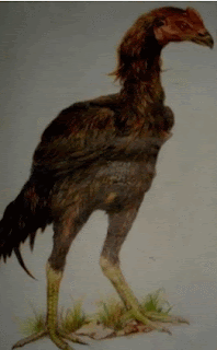 Ayam bangkok, teknik kering pensil warna Gambar Ayam bangkok, teknik kering pensil warna sebagai Cara Sketsa Flora dan Fauna Dengan Mudah