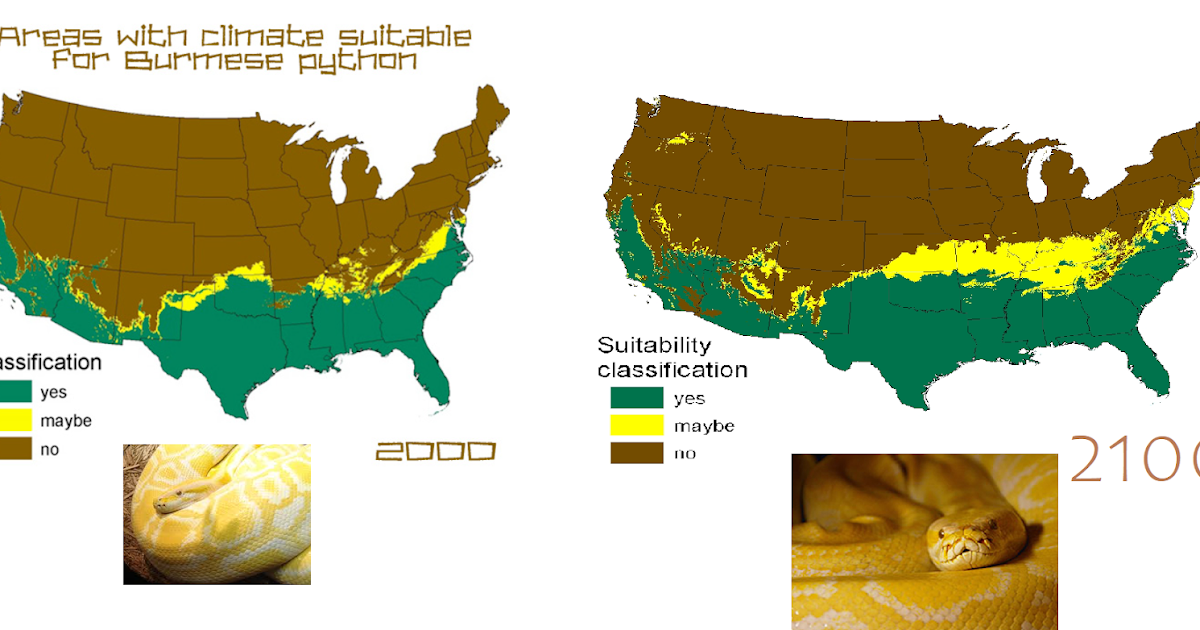 Effect of the climate change on the US habitat of Burmese python (2000 ...