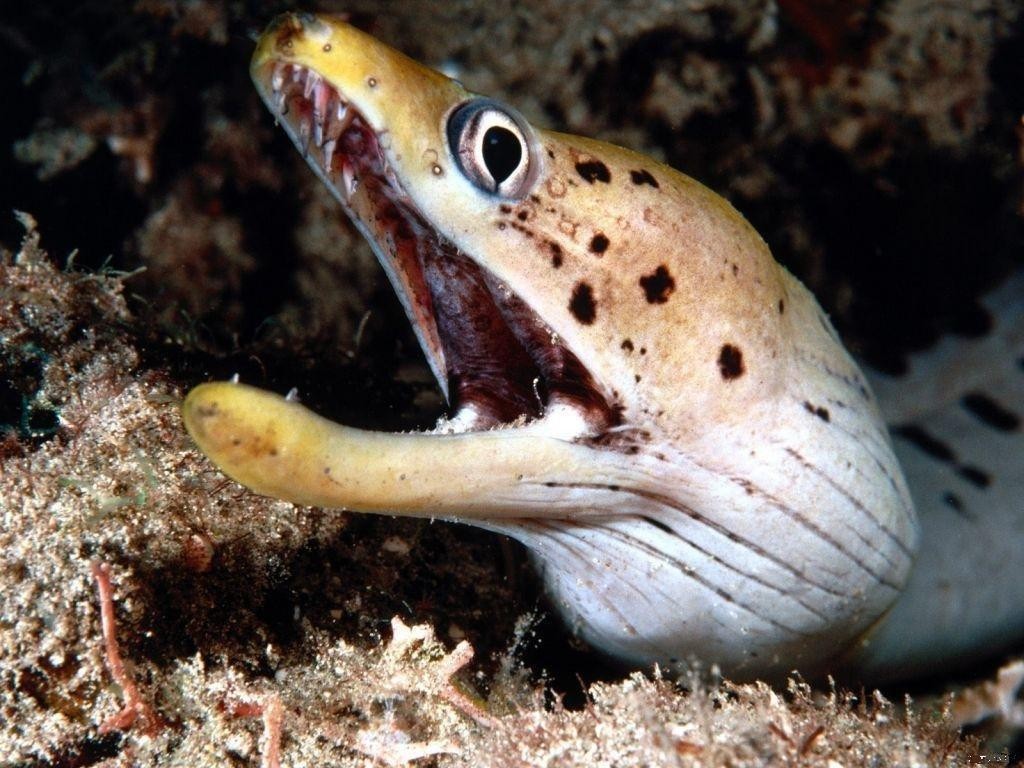 Wallpaper Sea: eel pictures