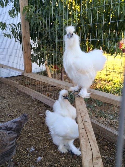 Feathers and Hay: Our First Silkie Egg!