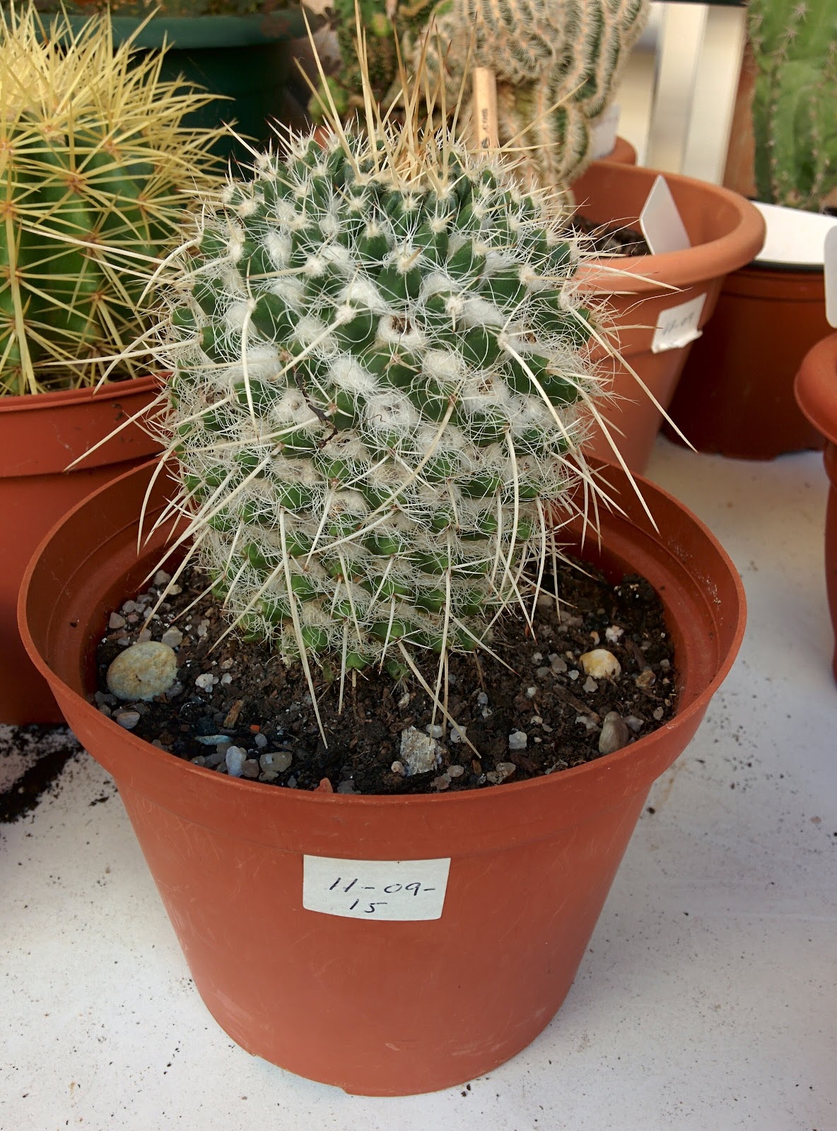 Mammillaria Karwinskiana ssp. nejapensis Cactus y Suculentas de Amanecer