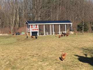 free ranging our chickens