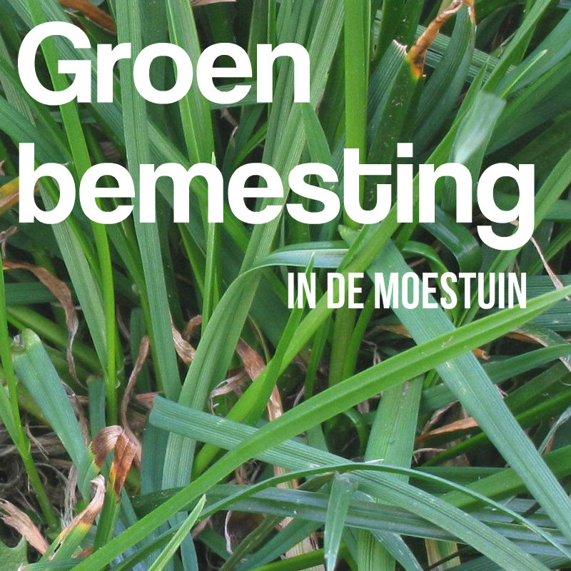 Groenbemesting in de Moestuin De Boon in de Tuin Groenbemesting in de Moestuin De Boon in de Tuin