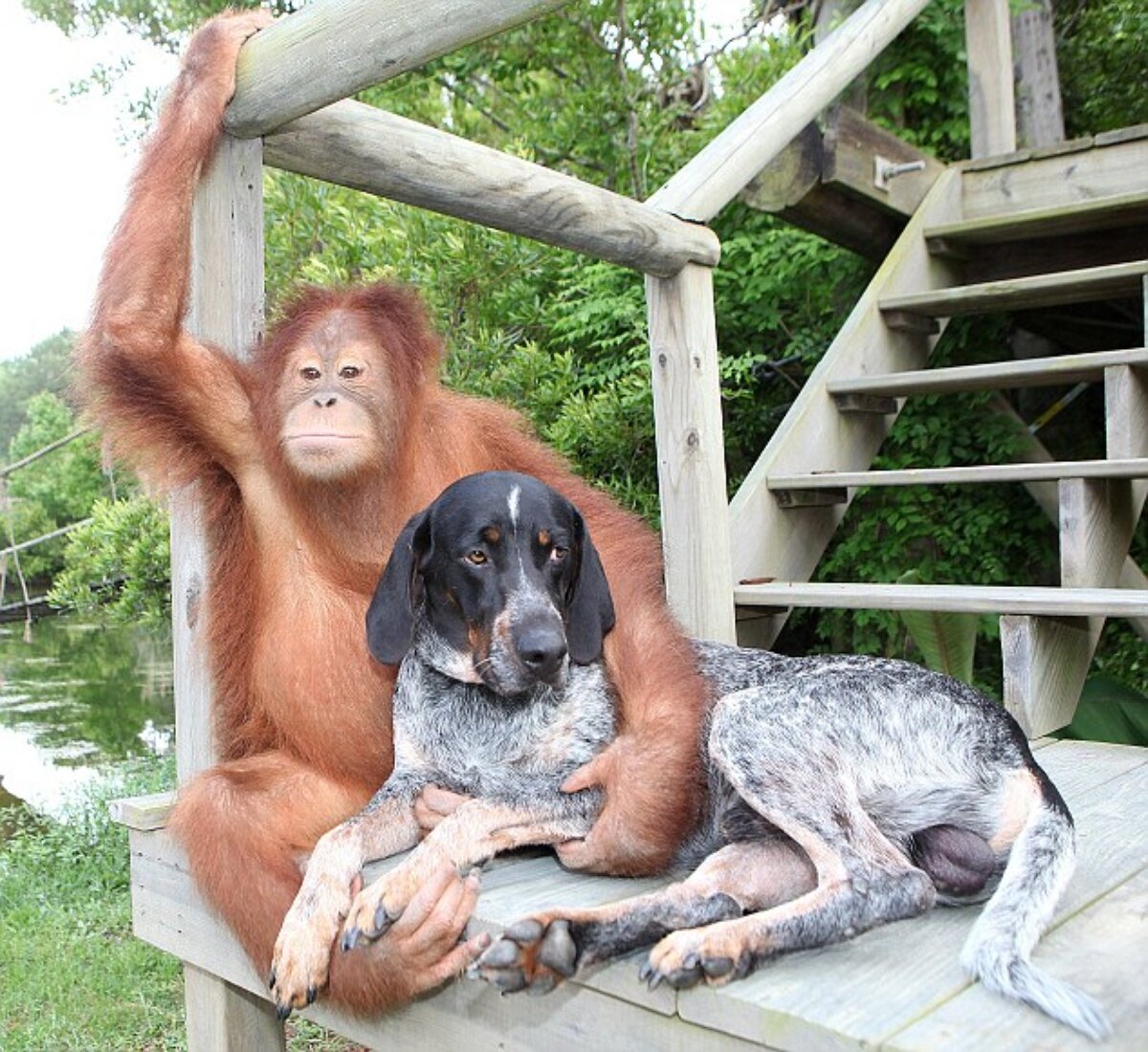Найти интересные видео. Орангутан Сурия и собака Роско. Орангутанг. Необычная Дружба животных. Забавные животные.