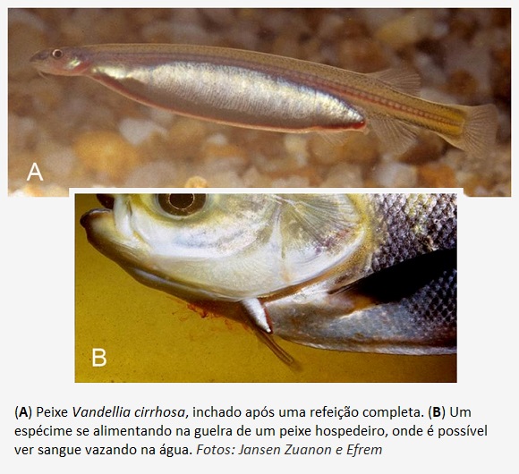 Candiru É verdade a história do peixe que entra no pênis humano? Saber Atualizado Candiru É verdade a história do peixe que entra no pênis humano? Saber Atualizado