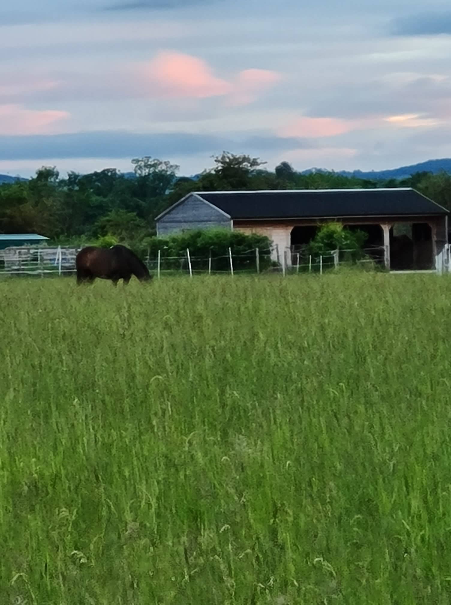 equineBehaviourBlog How to help horses with separation anxiety