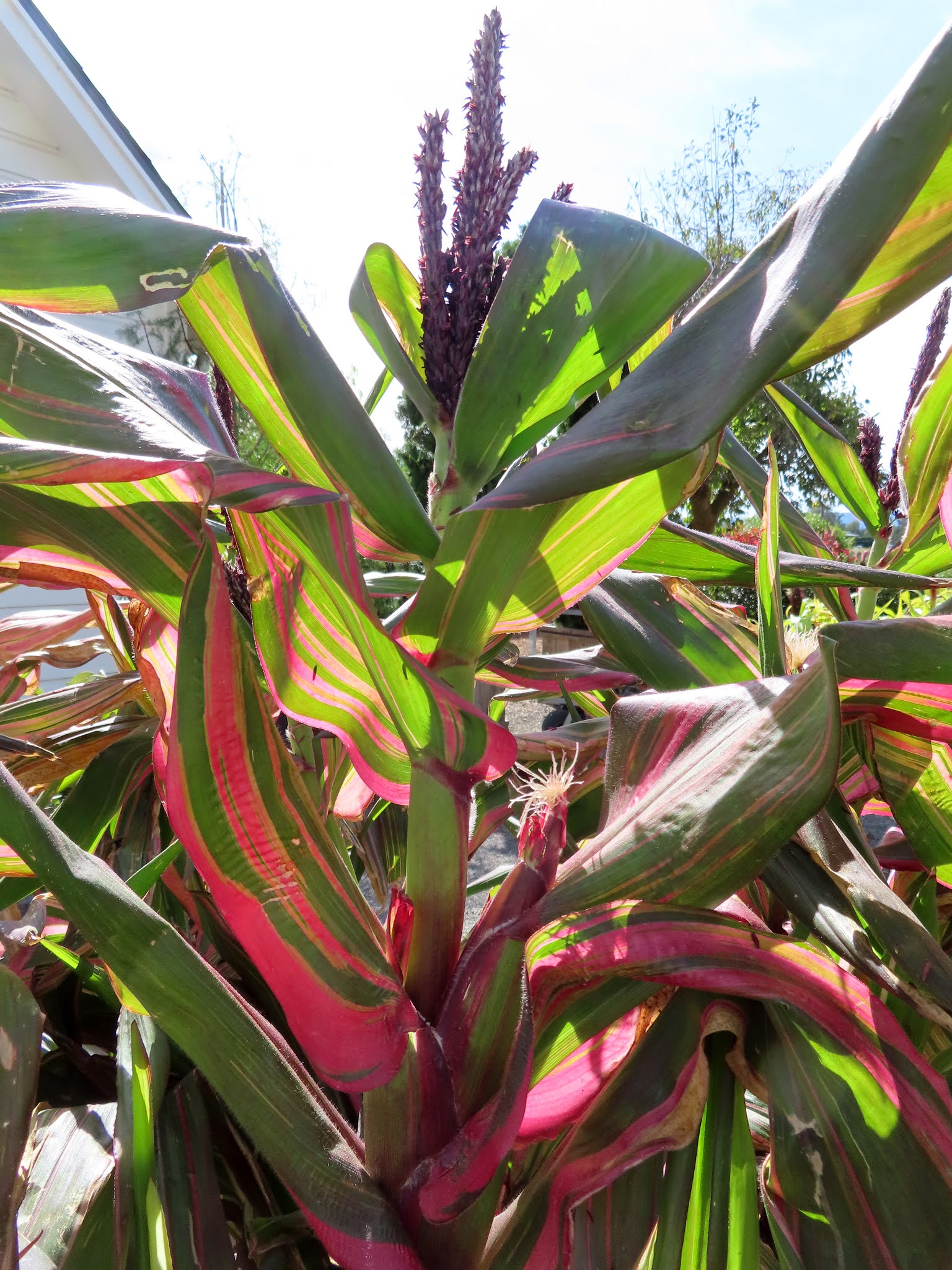 danger garden Wednesday autumn decor...