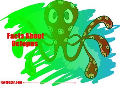 octopus facts for kids,facts about octopus,octopus,fun facts about octopus,true facts about octopus,facts about octopuses facts,under water facts,octopus facts,