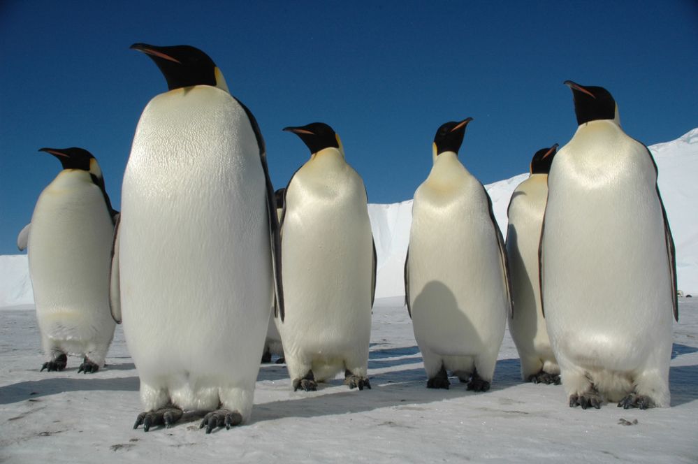 Поднимать пингвинов в антарктиде вакансии. Переворачиватель пингвинов профессия. Переворачивать пингвинов. Переворачиватель пингвинов фото. Отряд пингвины.