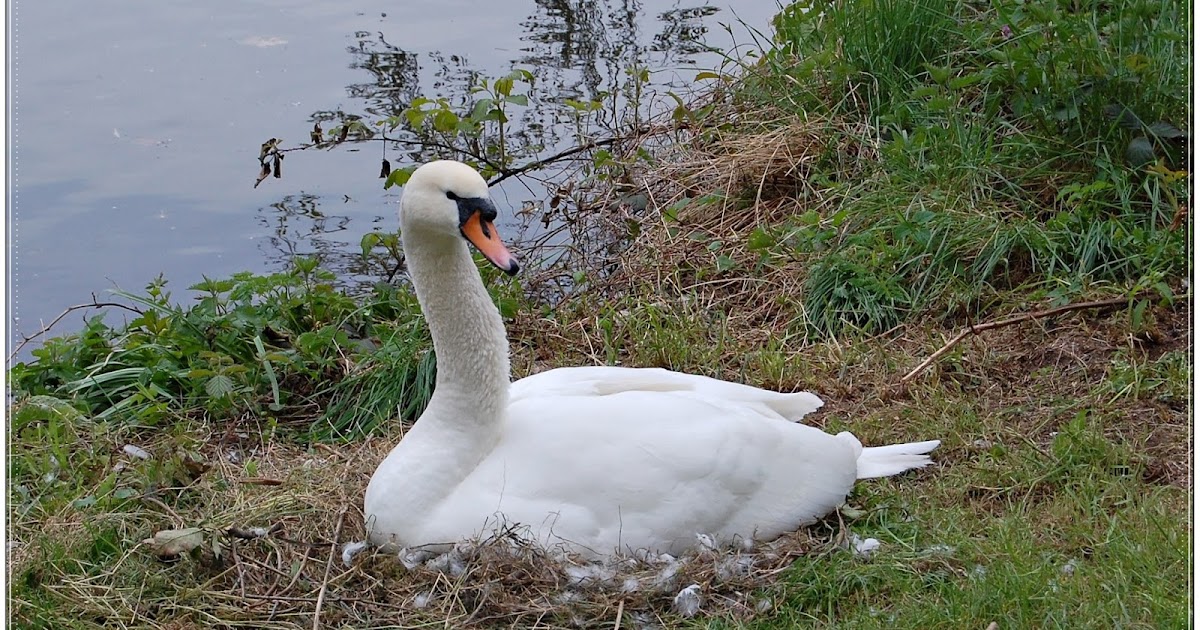 stricken im Garten "Unser Amselnest"