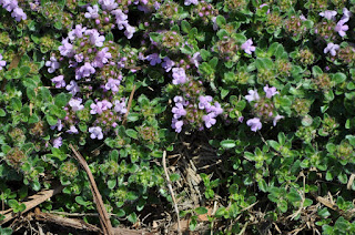 Mother of Thyme, herb, variety, deep pink flowers