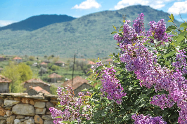 Lilac or Common Lilac - Syringa vulgaris in village Dunje, Mariovo, Macedonia