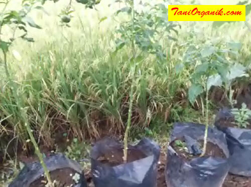Tanaman menjadi terhambat pertumbuhannya dan sulit berproduksi karena zat makanan dihisap oleh gerombolan kutu.
