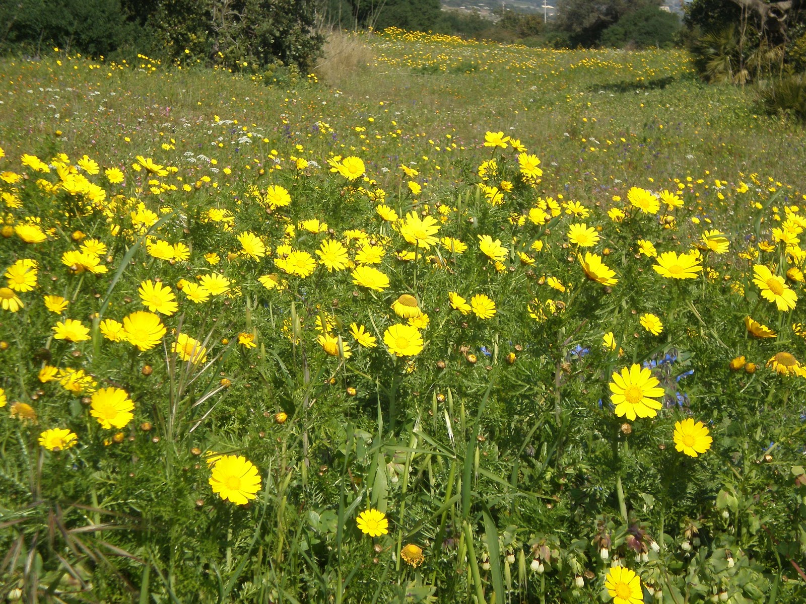 Sizilien Rundreise Blog SIZILIENS FLORA