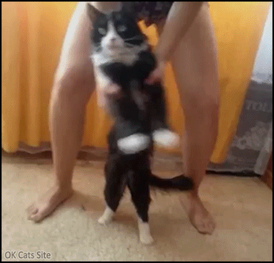 Funny Cat GIF • Crazy Cat teen dancing with her cat. A very tolerant and patient cat, indeed