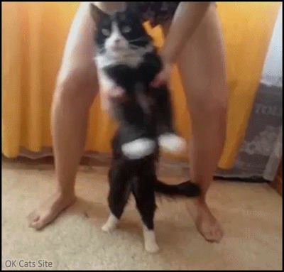 Funny Cat GIF • August 8th >> International Cat Day GIF Funny Cat GIF • August 8th >> International Cat Day GIF