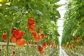 How to raise hydroponic farming? How to raise hydroponic farming?