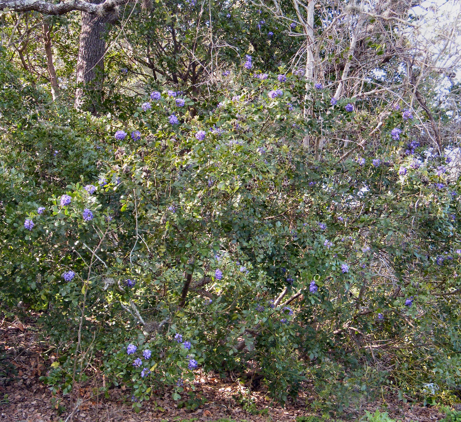 Home of a Feral Biologist Texas Mountain Laurel