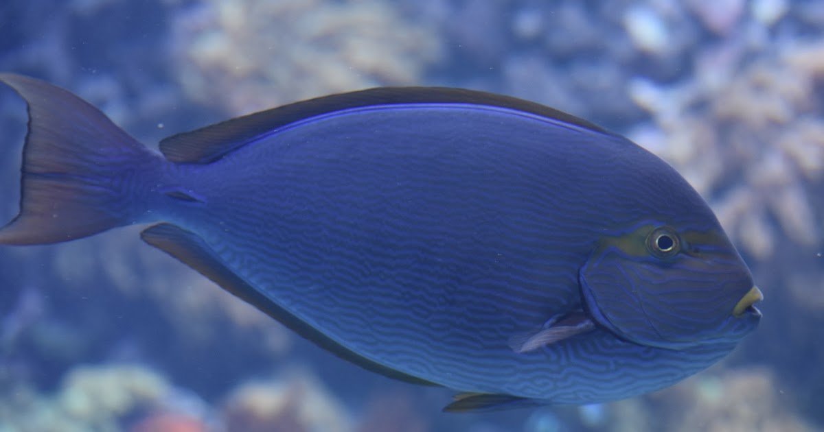 ZOOTOGRAFIANDO (6.096 ANIMALS) PEZ CIRUJANO ALARGADO / ELONGATE SURGEONFISH (Acanthurus mata)