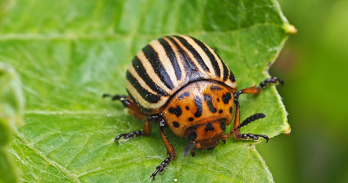 Stonka Ziemniaczana Zimuje W Postaci Imago andrzej-z-czerwinski.blogspot.com