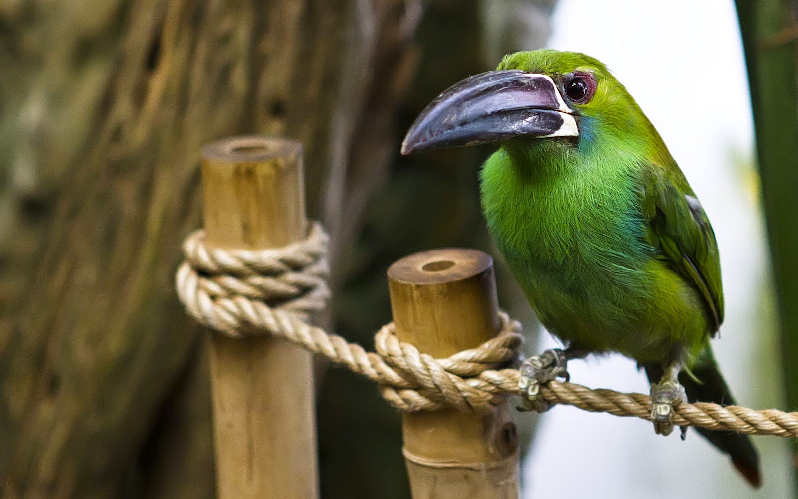 Green Bird Best Wallpaper - Wallpapers HD