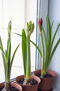 Cara Menanam dan merawat Bunga Amarilis 