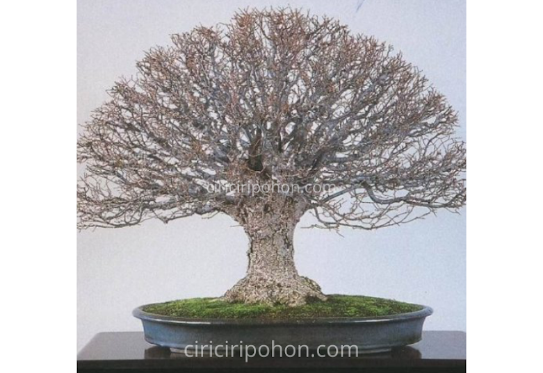 Ciri Ciri Pohon Bonsai