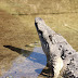 Zoológico de Morelia desmiente escape de Cocodrilo