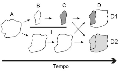 QUESTÕES DO ENEM - EVOLUÇÃO