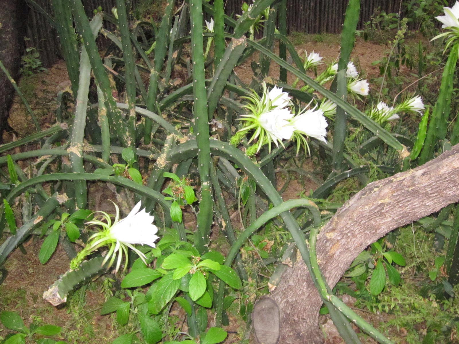 MADWEATHER Night Blooming Cereus