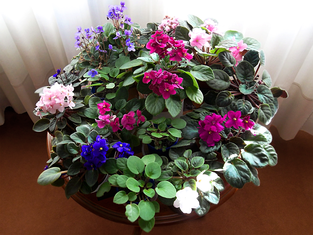 Plantas, plantas & más plantas: Violeta africana colgante · Trailing  African Violet