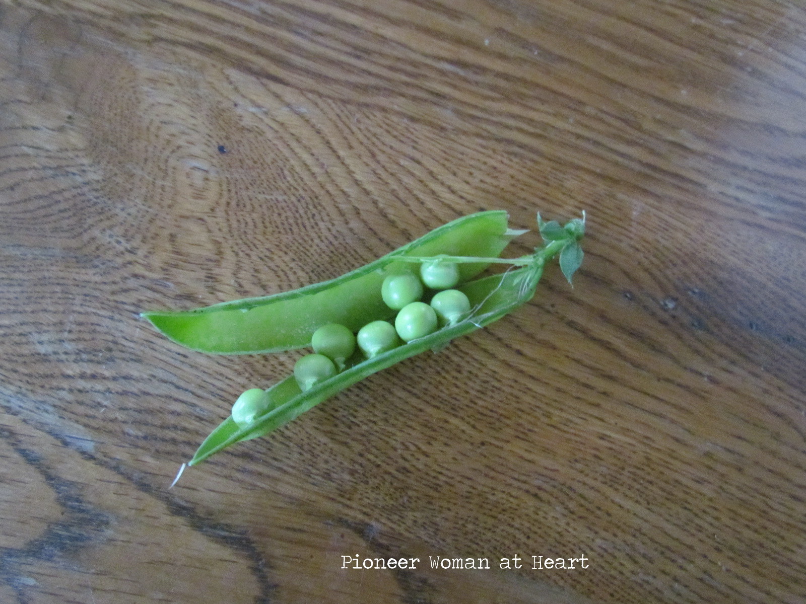 Pioneer Woman at Heart First Homegrown Shell Peas