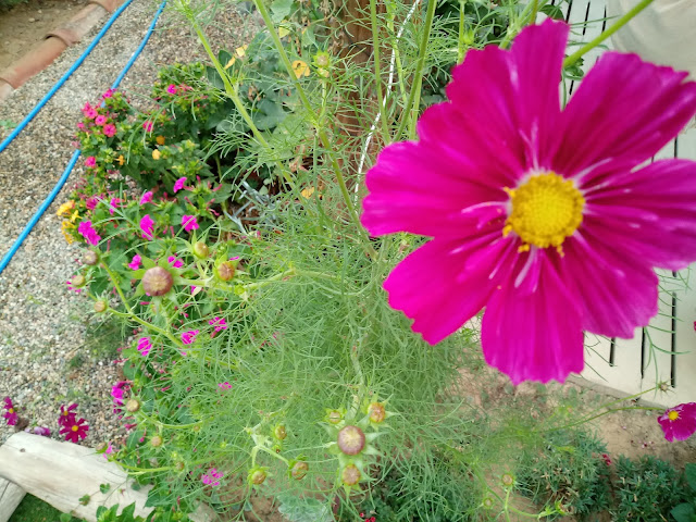Flor color fucsia en el jardín