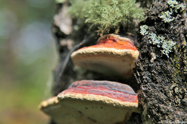 Polypore marginé Fomitopsis pinicola sur tronc de bouleau, Trois Pignons, Fontainebleau