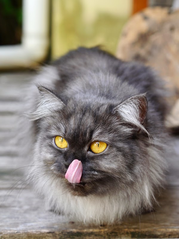 A pretty grey Persian cat with amber eyes and a pink tongue