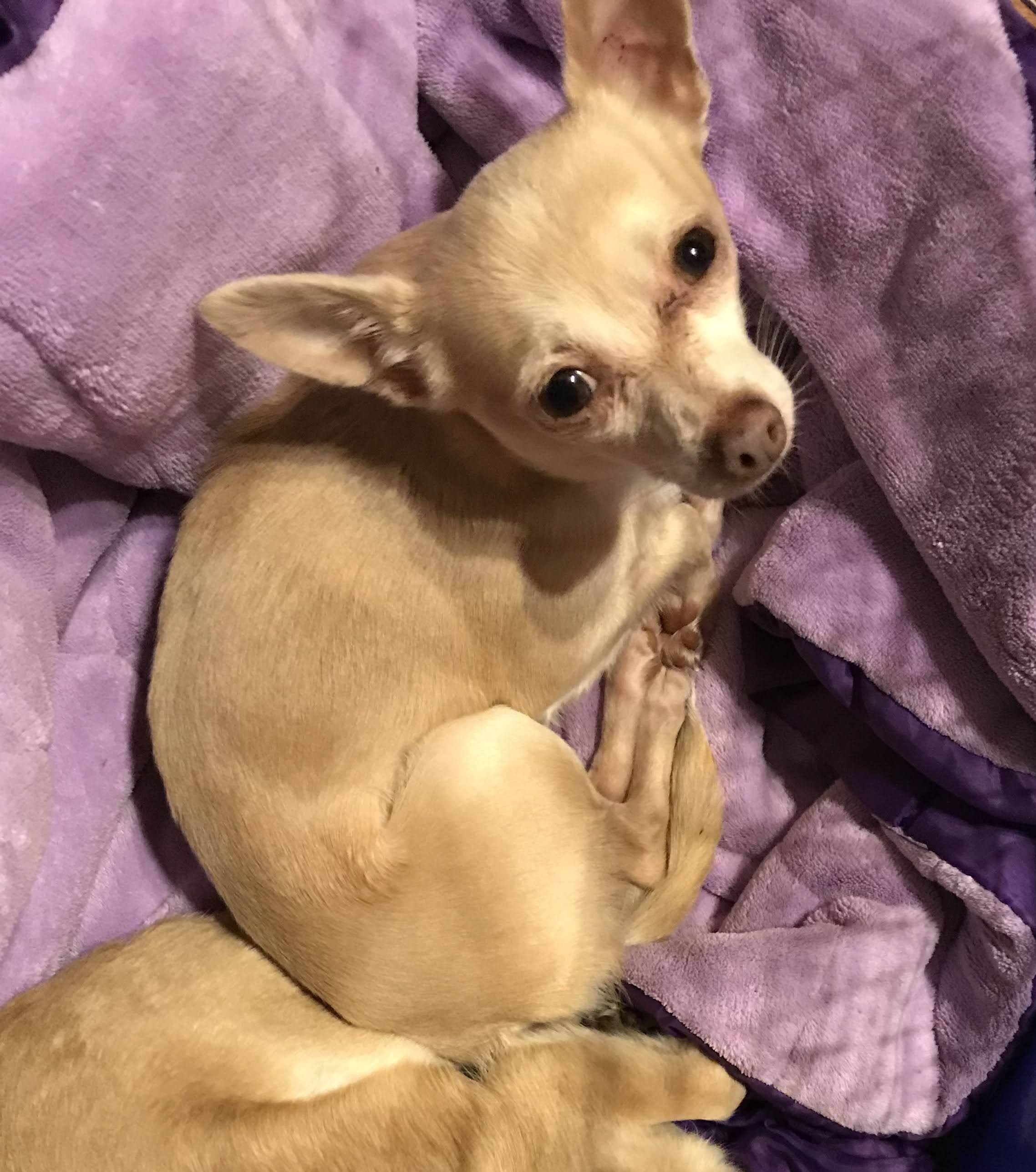Chihuahua Rescue Illinois - us36kes