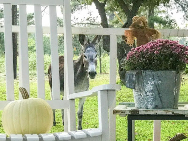 Gorgeous Fall Arrangements Including a Pretty Cute Donkey