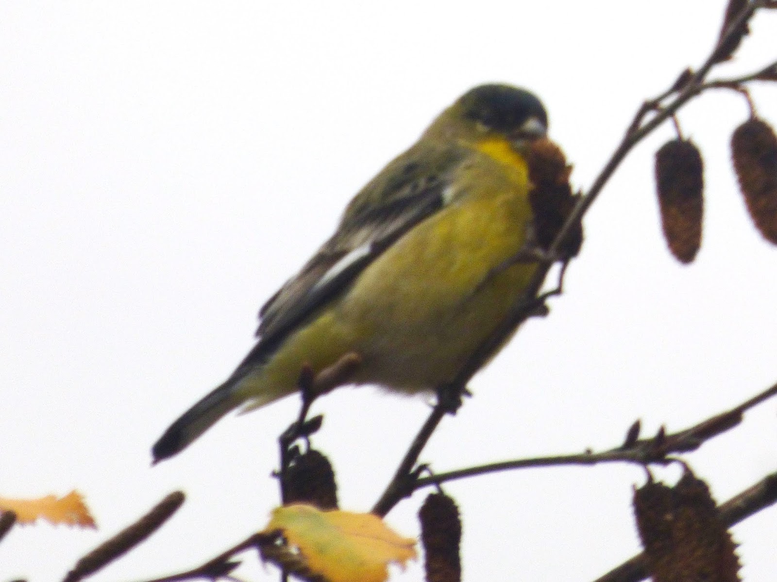 Birds: Lesser Goldfinches