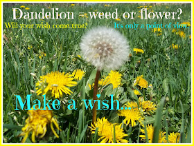 Make a wish on a Dandelion Parachute Kids inspirational sayings