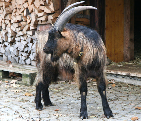 stiefelgeiss goat, stiefelgeiss goats, about stiefelgeiss goat, stiefelgeiss goat breed, stiefelgeiss goat behavior, stiefelgeiss goat breed info, stiefelgeiss goat breed facts, stiefelgeiss goat color, stiefelgeiss goat characteristics, stiefelgeiss goat coat color, stiefelgeiss goat color varieties, stiefelgeiss goat facts, stiefelgeiss goat for meat, stiefelgeiss goat farms, stiefelgeiss goat farming, stiefelgeiss goat history, stiefelgeiss goat horn, stiefelgeiss goat hair, stiefelgeiss goat info, stiefelgeiss goat information, stiefelgeiss goat images, stiefelgeiss goat meat, stiefelgeiss goat milk, stiefelgeiss goat origin, stiefelgeiss goat pictures, stiefelgeiss goat photos, stiefelgeiss goat personality, stiefelgeiss goat rarity, raising stiefelgeiss goat, stiefelgeiss goat size, stiefelgeiss goat temperament, stiefelgeiss goat uses, stiefelgeiss goat varieties, stiefelgeiss goat weight, booted goat, booted goats