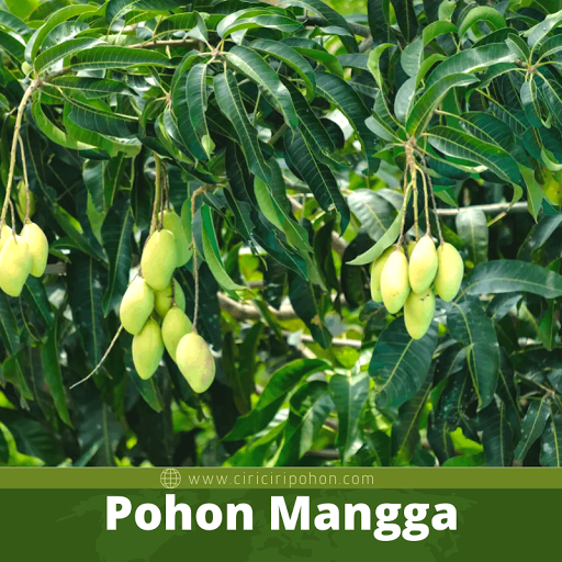 Pohon Mangga