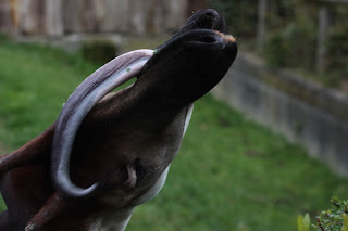 Okapi'nin uzun dili