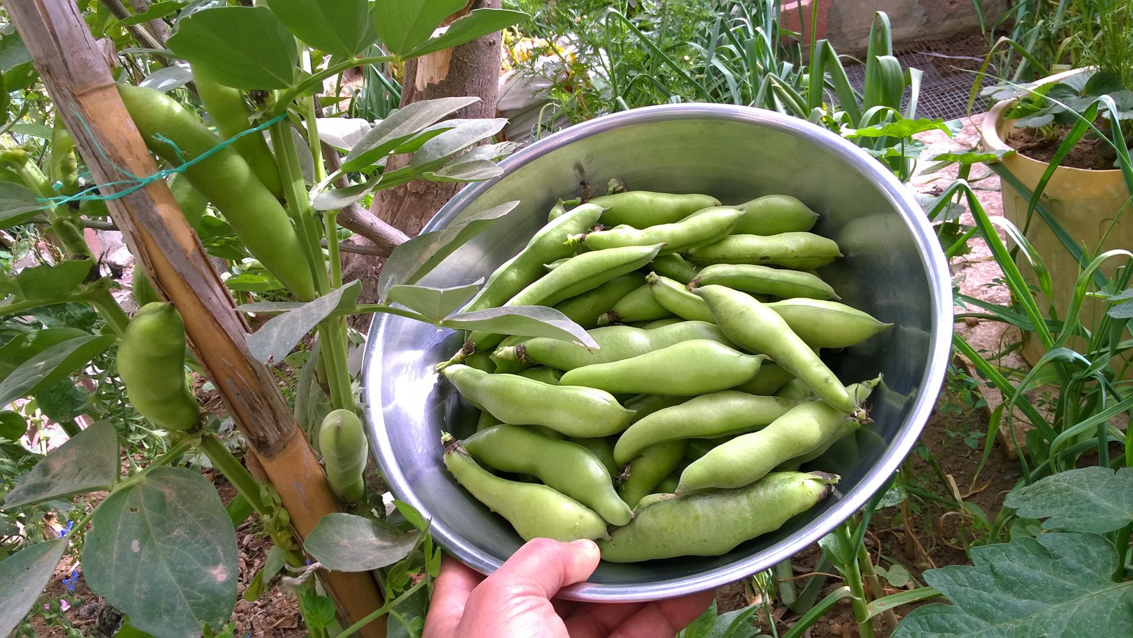 When the broad bean pods are about 3 inches  long, they can be picked.  Mature pods can either be cooked whole or shelled, and they can also be frozen or dried.